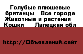 Голубые плюшевые британцы - Все города Животные и растения » Кошки   . Липецкая обл.